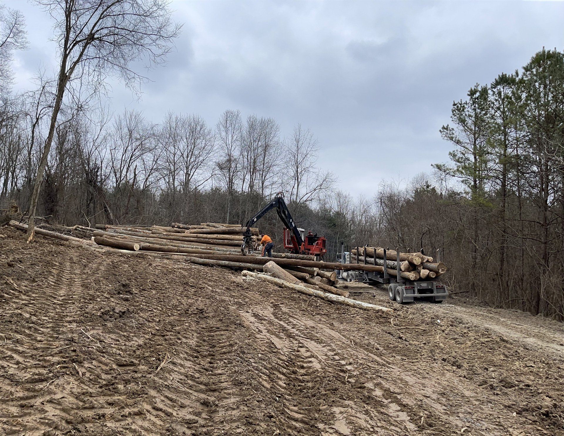Ohio, MI, Indiana, Logging Company Removing Mature Trees Timber Management Services