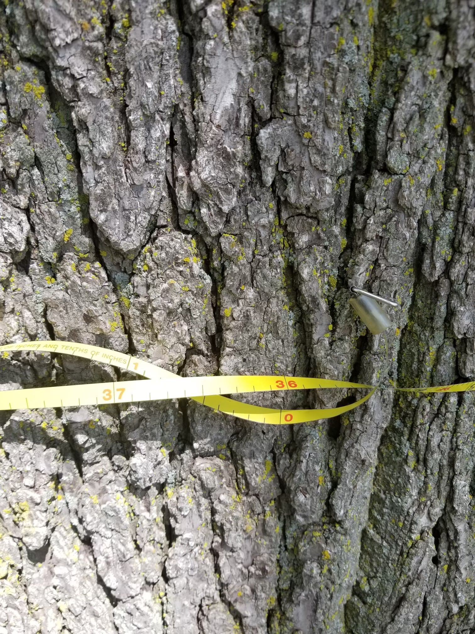 southwest MI timber, Van Buren County, MI black walnut, select Timber Management Services Alfred Miller Forest Management