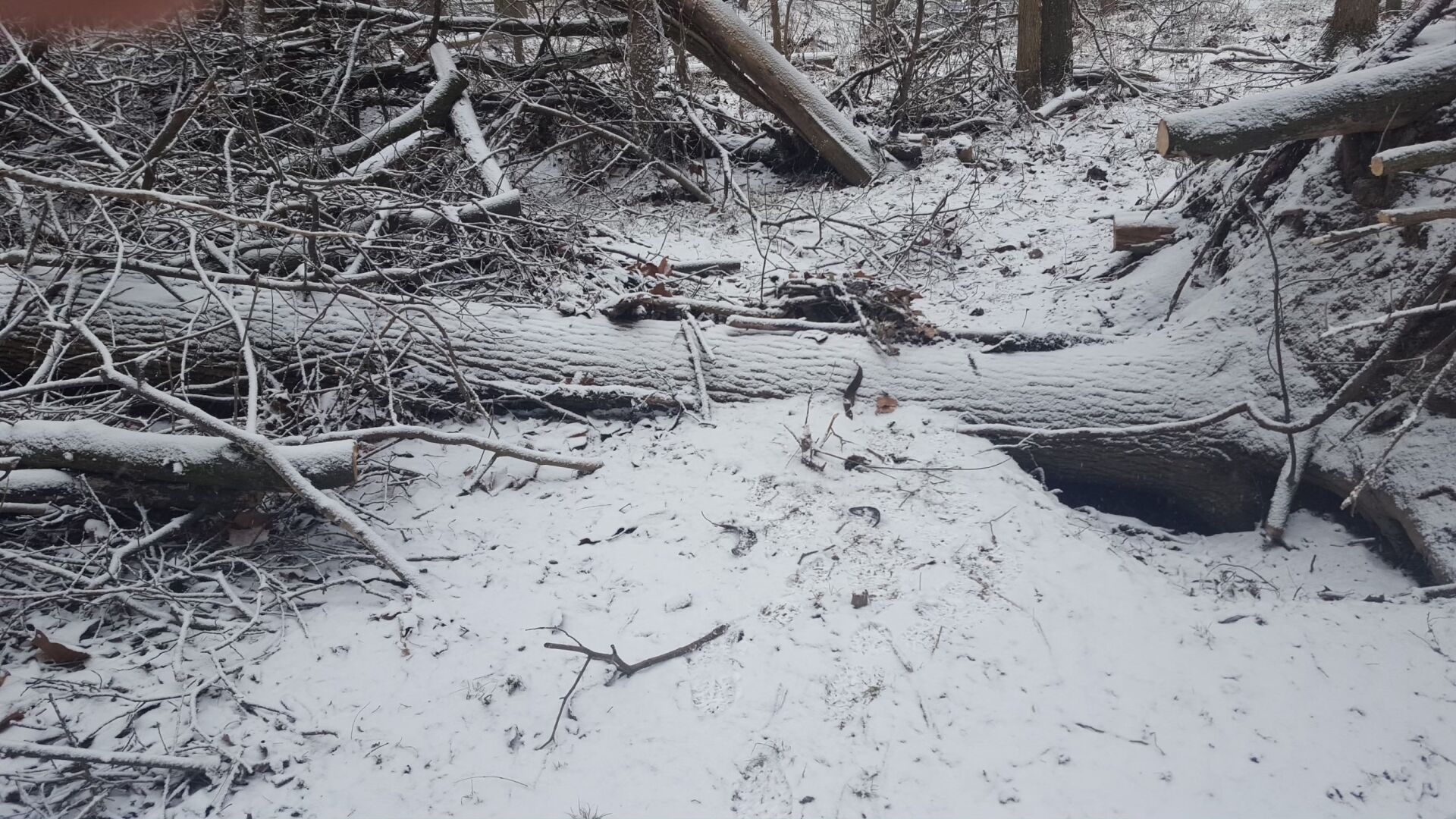 Greene County, OHIO timber and logging, winter Timber Management Services Alfred Miller Forest Management