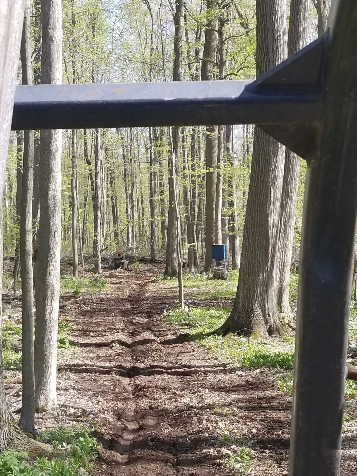 selective cutting Timber Management Services Alfred Miller Forest Management