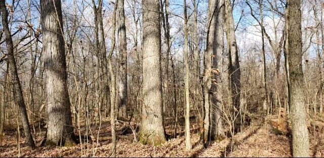 Erie County, PA, walnut trees, white oak trees, select cut, money Timber Management Services Forest Management