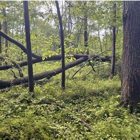 Conservation Protection of land at Timber Management service Ohio, PA