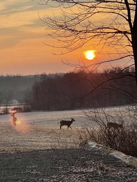 Timber Management Services - Passion For Wildlife