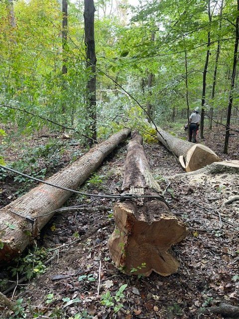 Investing In Land - Timber Management Services -