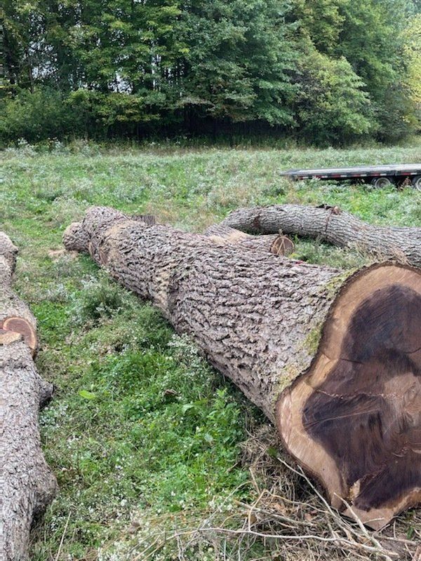 purchasing property Timber Management Services Forest Management