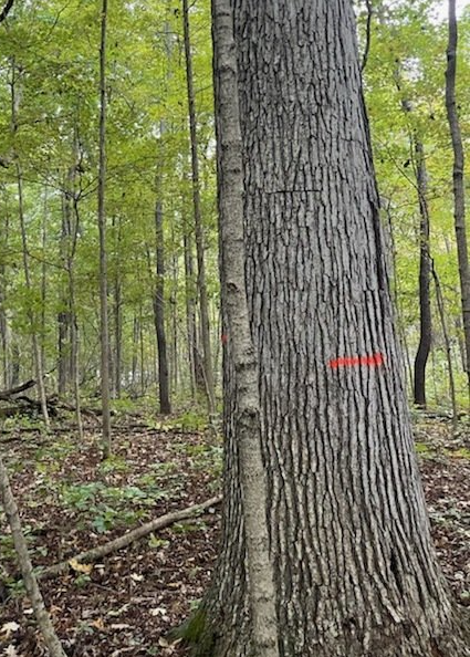 Protecting & Preserving Forests - Timber Management Services