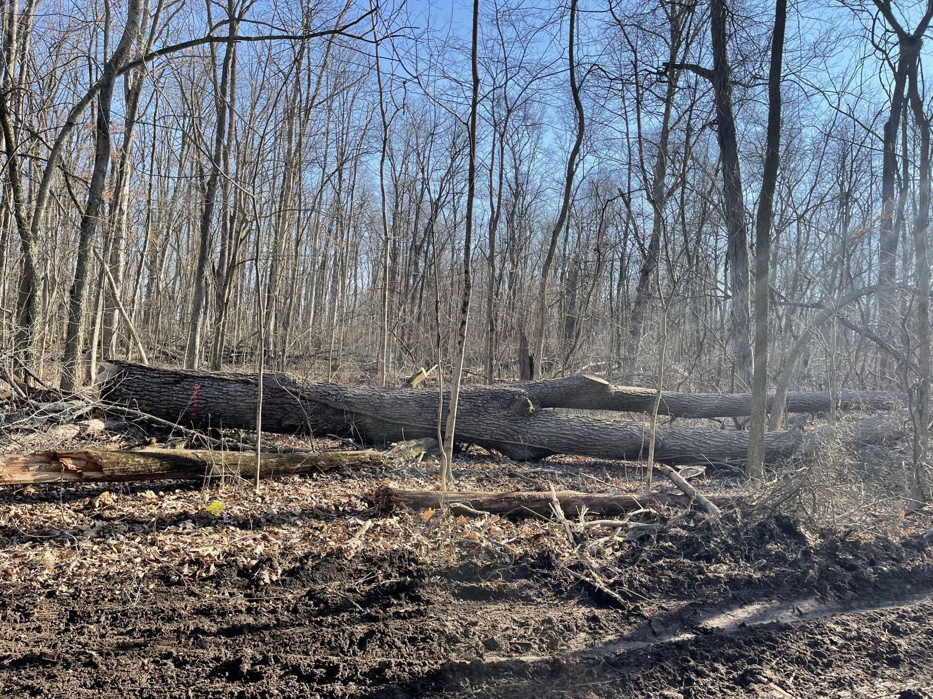 Ohio PA, Forests Timberohio.com Timber Management Services Alfred Miller Logging