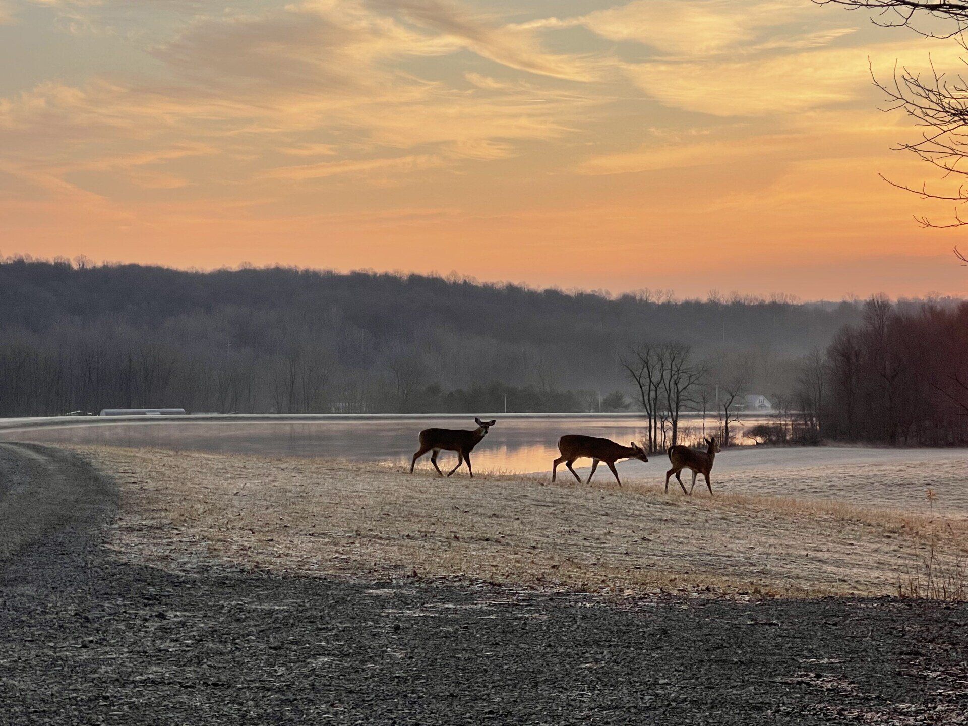 Wildlife Deer Timberohio.com Timber Management Services, western pa,  Alfred Miller Logging