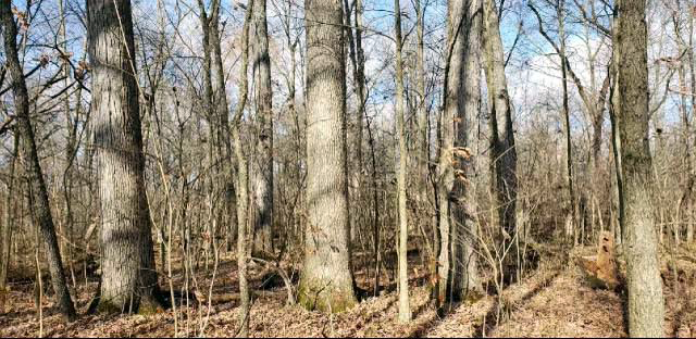 Franklin County, OH, Logging Selective Cutting Free Estimate at Timber Management Services