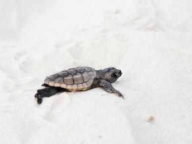 gulf shores sea turtle migration