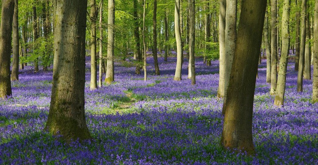 Picture of Ashridge Estate, Hertfordshire.