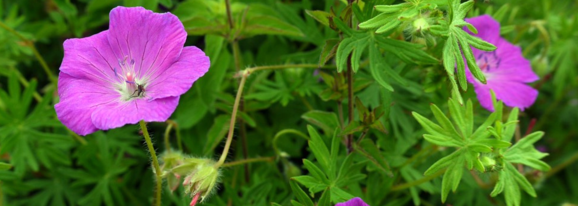 Picture of the Bloody Cranesbill flower. 