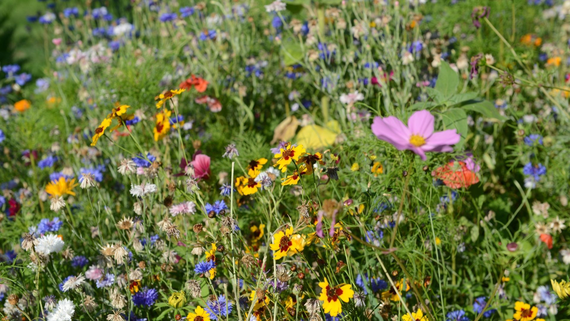 Love watching spring bloom? Discover the best wildflower meadows to explore around northeast England