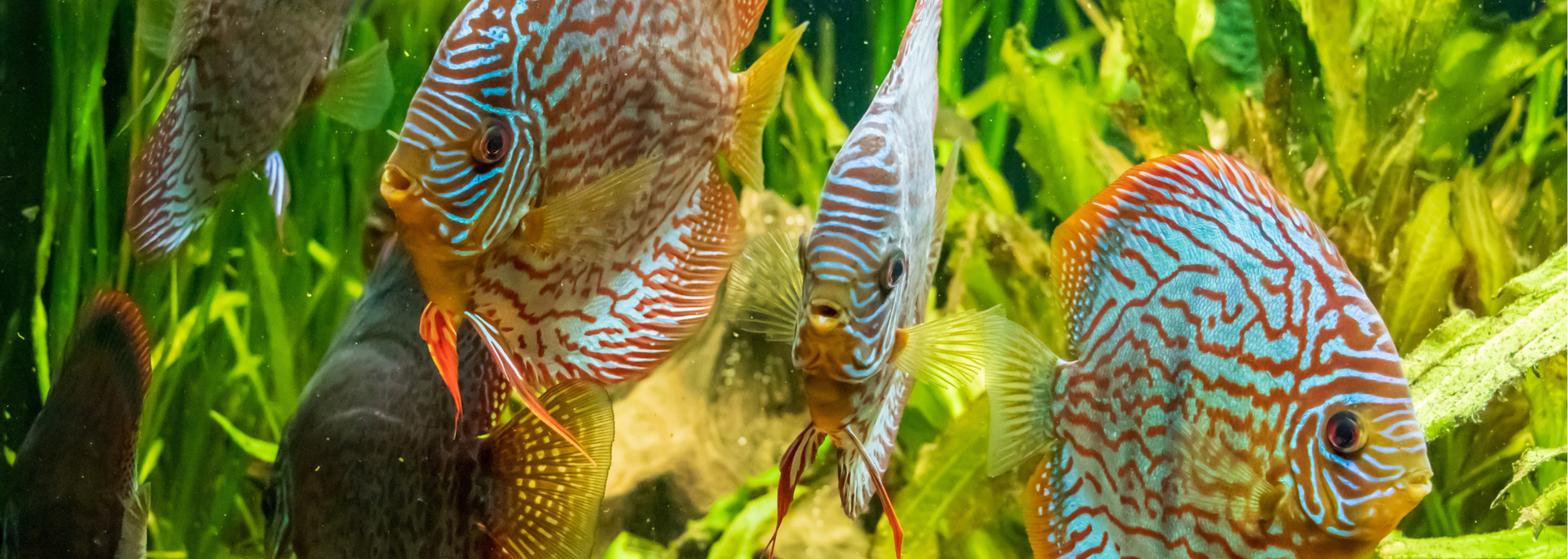 Picture of fish in an aquarium. Picture of fish in an aquarium.