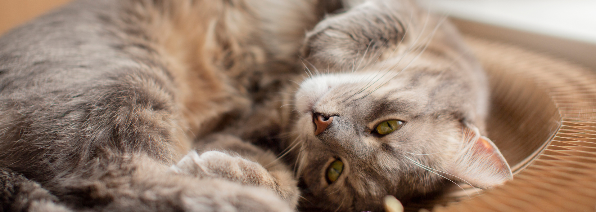 Picture of a cat in its bed. Picture of a cat in its bed.