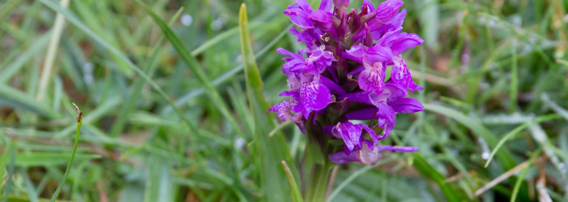 Picture of the Strandnycklar flower. 