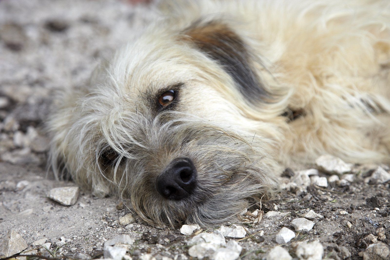 Les Escaliers de La Combe hond Lina