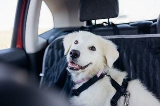 travelling by car adorable white maremma sheepdog