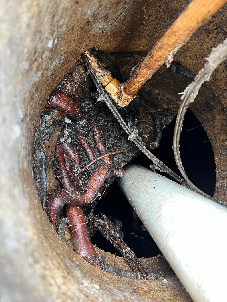 Inside a drain, several red earthworms and debris are visible; a white pipe and brown tubing are also present.