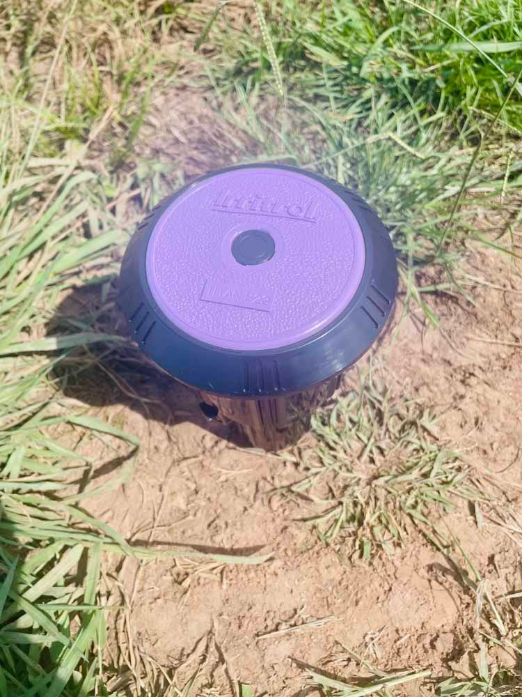 Purple and black sprinkler head on brown soil, surrounded by green grass.