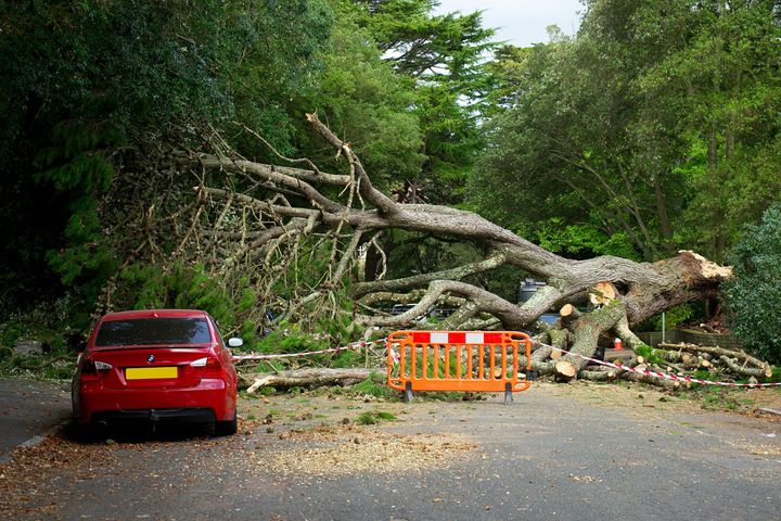 Red car parked on road blocked by fallen tree, orange barrier present.