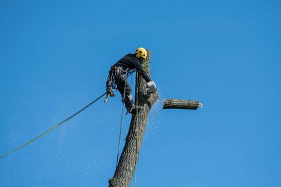 Arborist using a chainsaw to cut a tree branch against a bright blue sky.