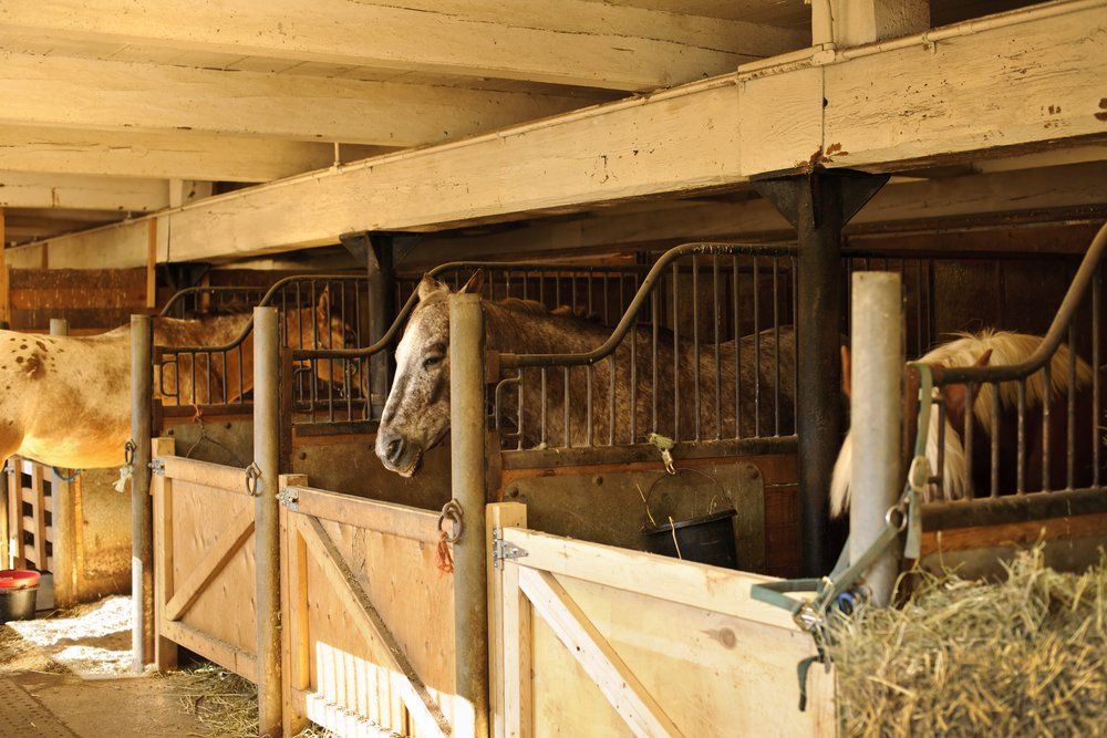 Horse boarding facility in florida