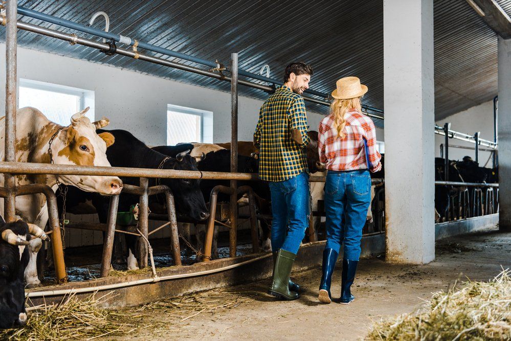 two cowboys walking through a barn with cattle