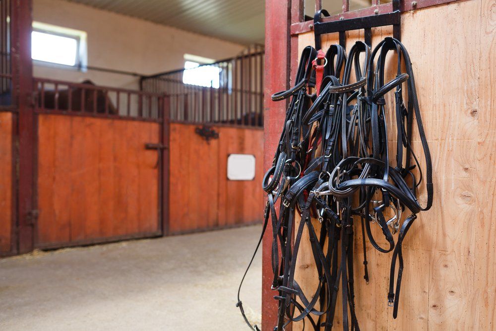 Horse bridles handing in a pole barn