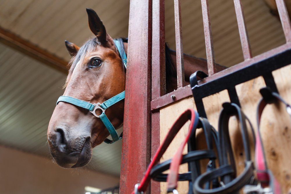 horse at a boarding facility