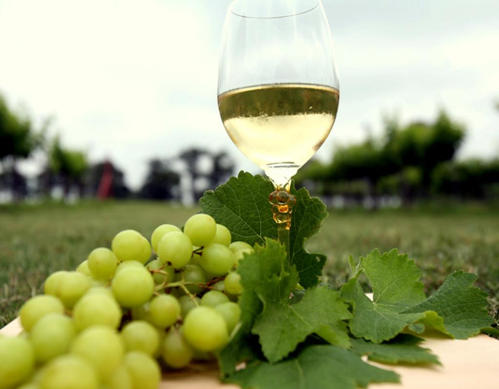 bunch of green grapes with one wine glass with wine