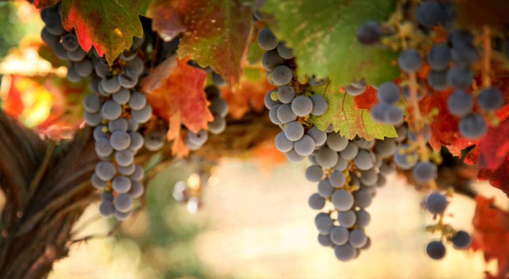 wine grapes hanging