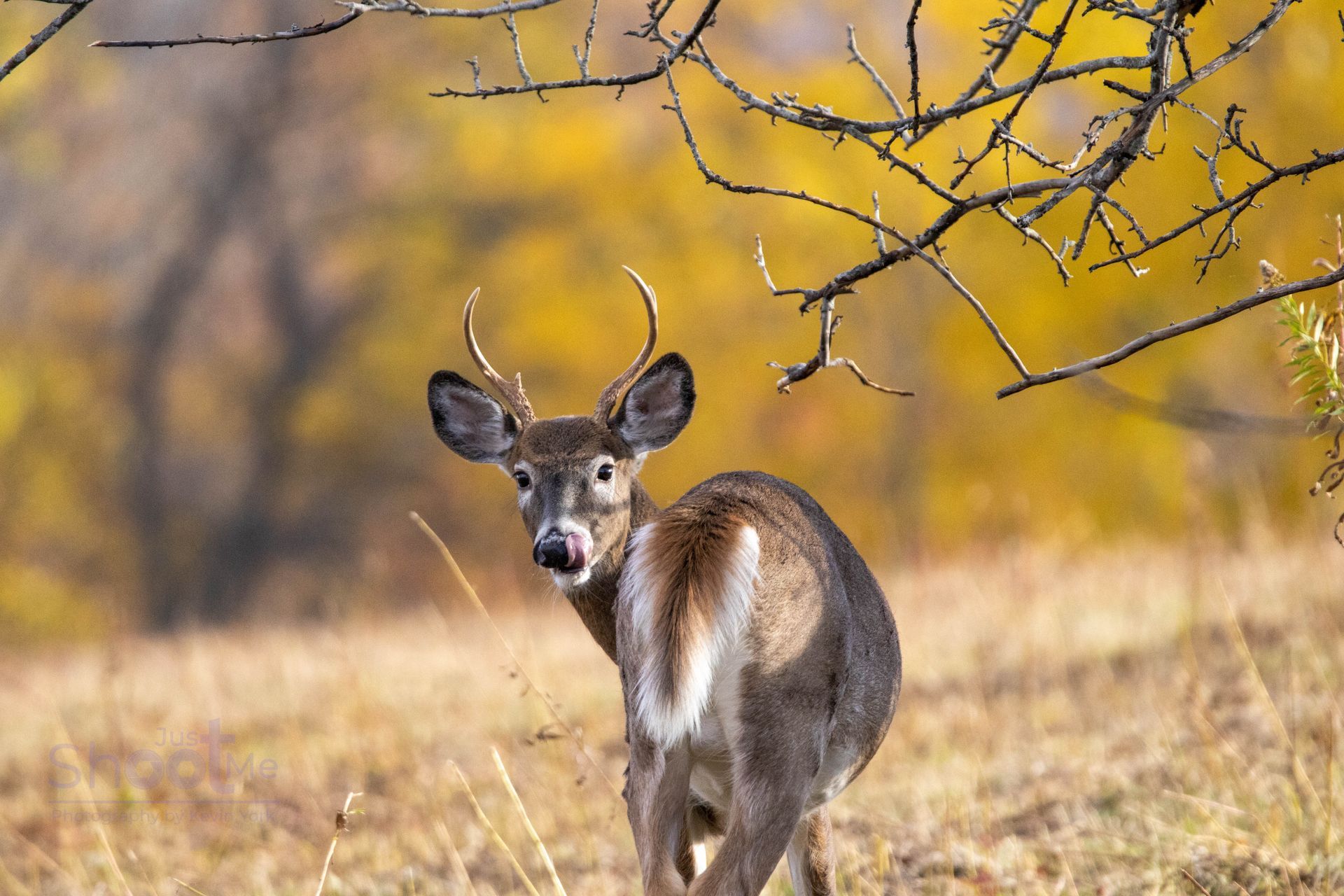 Deer standing in a grassy field with autumn yellow trees and branches overhead