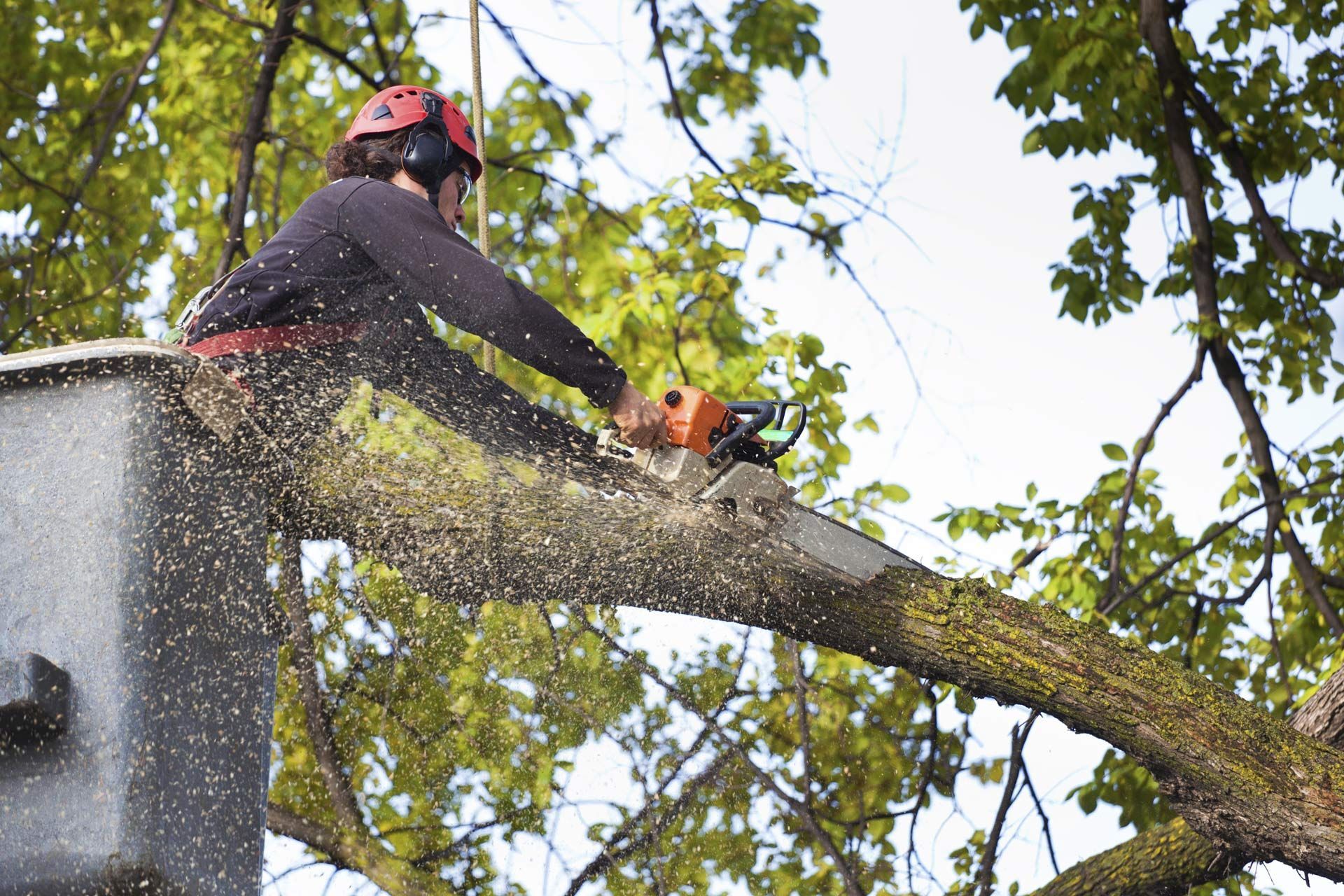 An arborist removes a thick tree branch with an electric chainsaw.