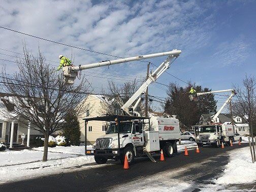 Worker Cutting Tree With Leaves — Hempstead, NY — Harder Services Inc