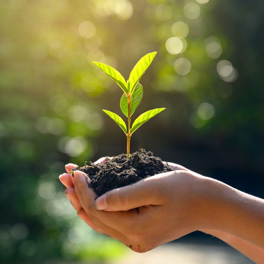 Hand Holding Plant — Hempstead, NY — Harder Services Inc