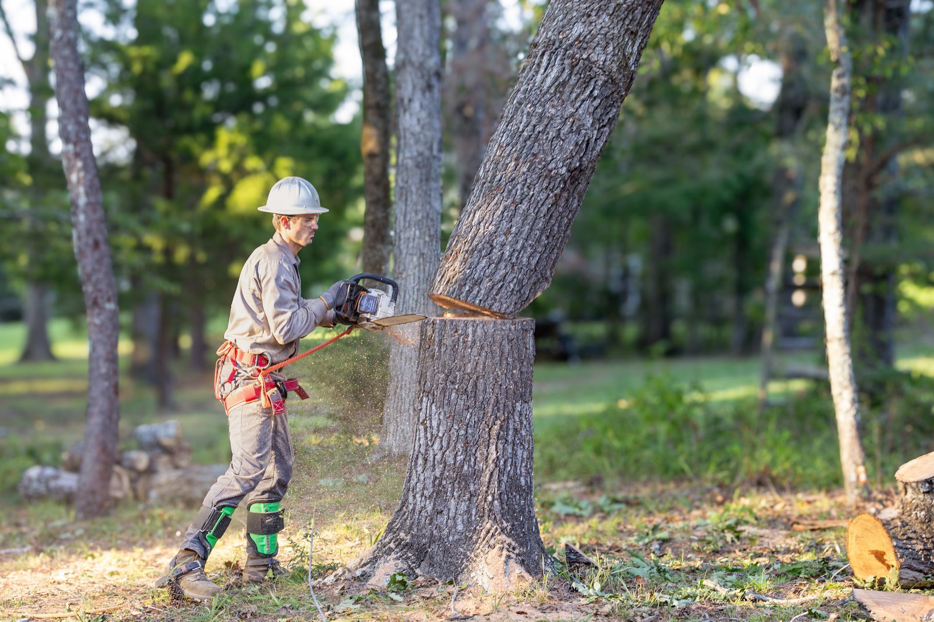 A male worker cutting down a tree with a chainsaw in a wooded area.