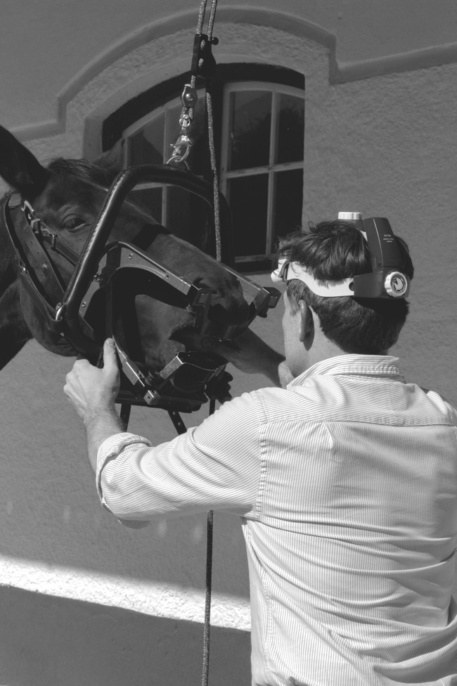 Dr. Albert Raith befestigt ein Gerät am Kopf eines Pferdes; vor einem Gebäude mit einem Fenster.