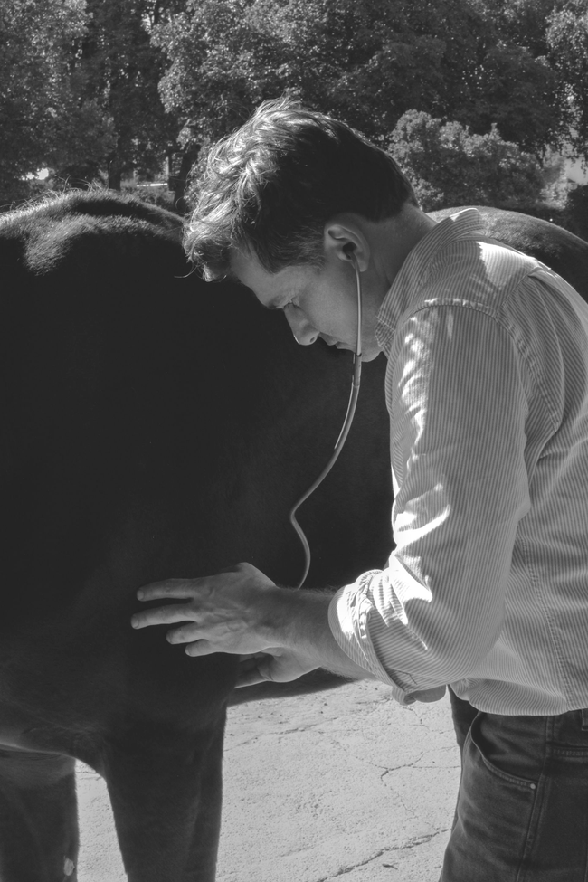 Dr.Albert Raith, der im Freien ein Stethoskop an der Seite eines Pferdes verwendet.