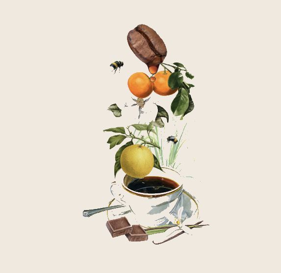 Taza de café con naranja levitando, frijol y chocolate, ilustración estilizada.