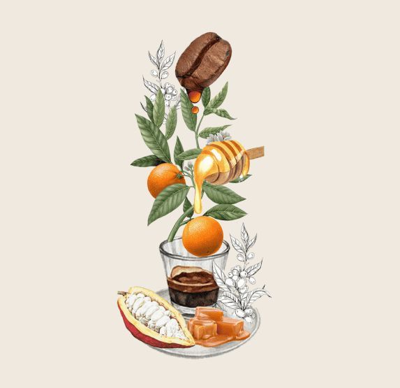 Ilustración de acuarela de elementos de grano de café, miel, naranja y cacao, dispuestos verticalmente.