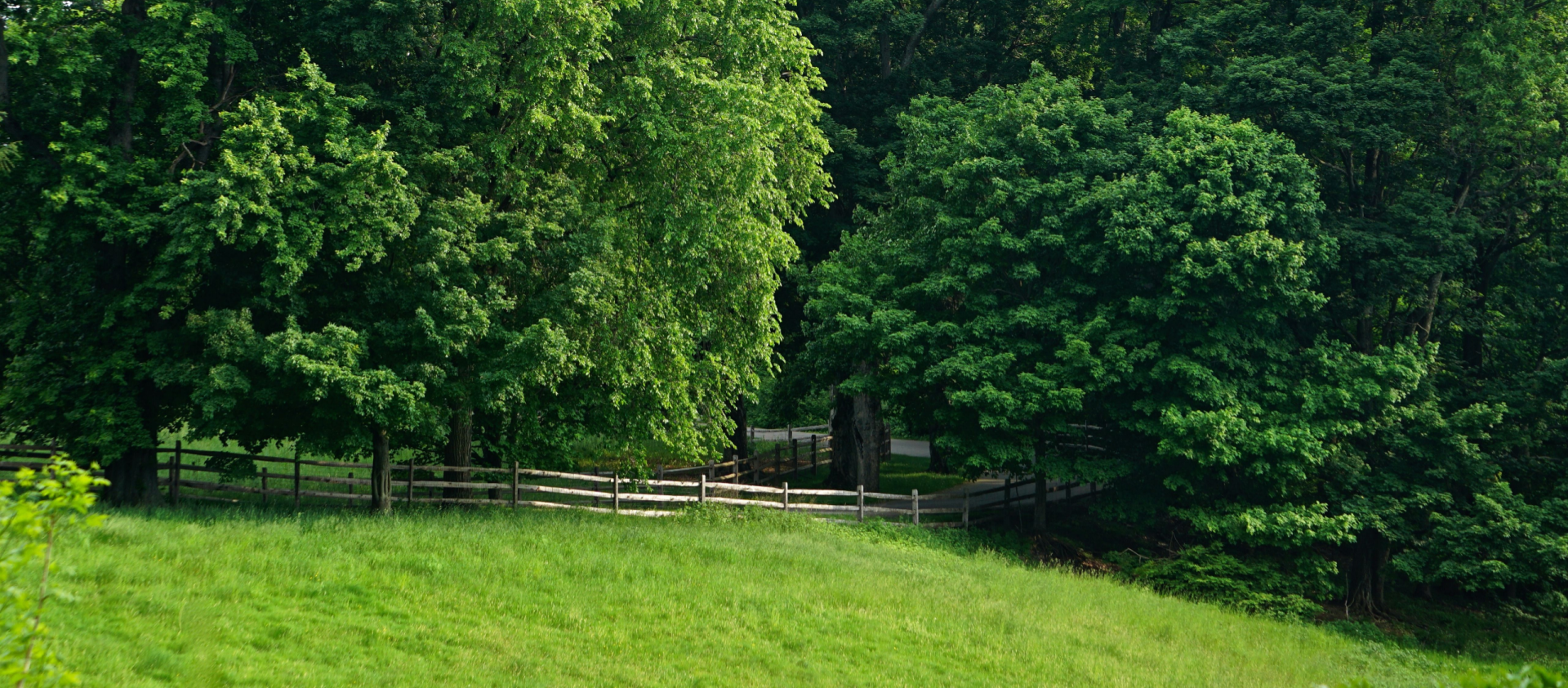 A grassy hill slopes up to a wooden fence bordered by a dense forest of lush, green trees.