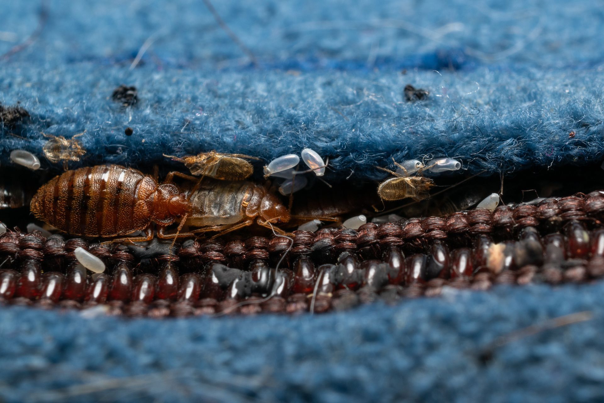 bed bugs in mattress