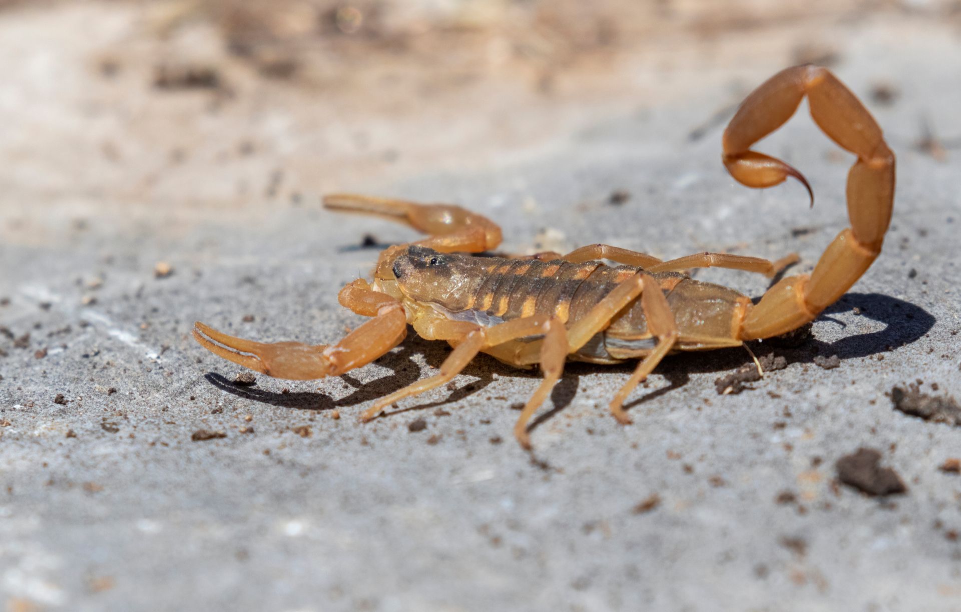 scorpion