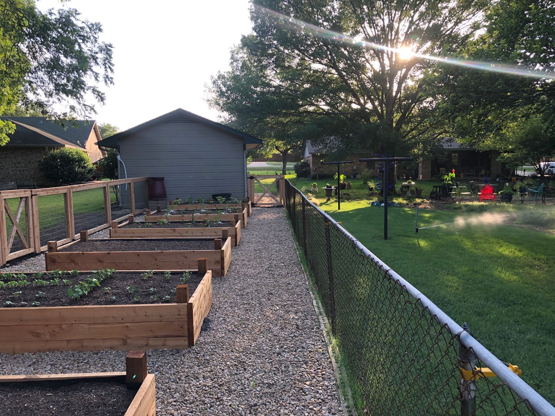 A chain link fence surrounds a garden with wooden raised beds.