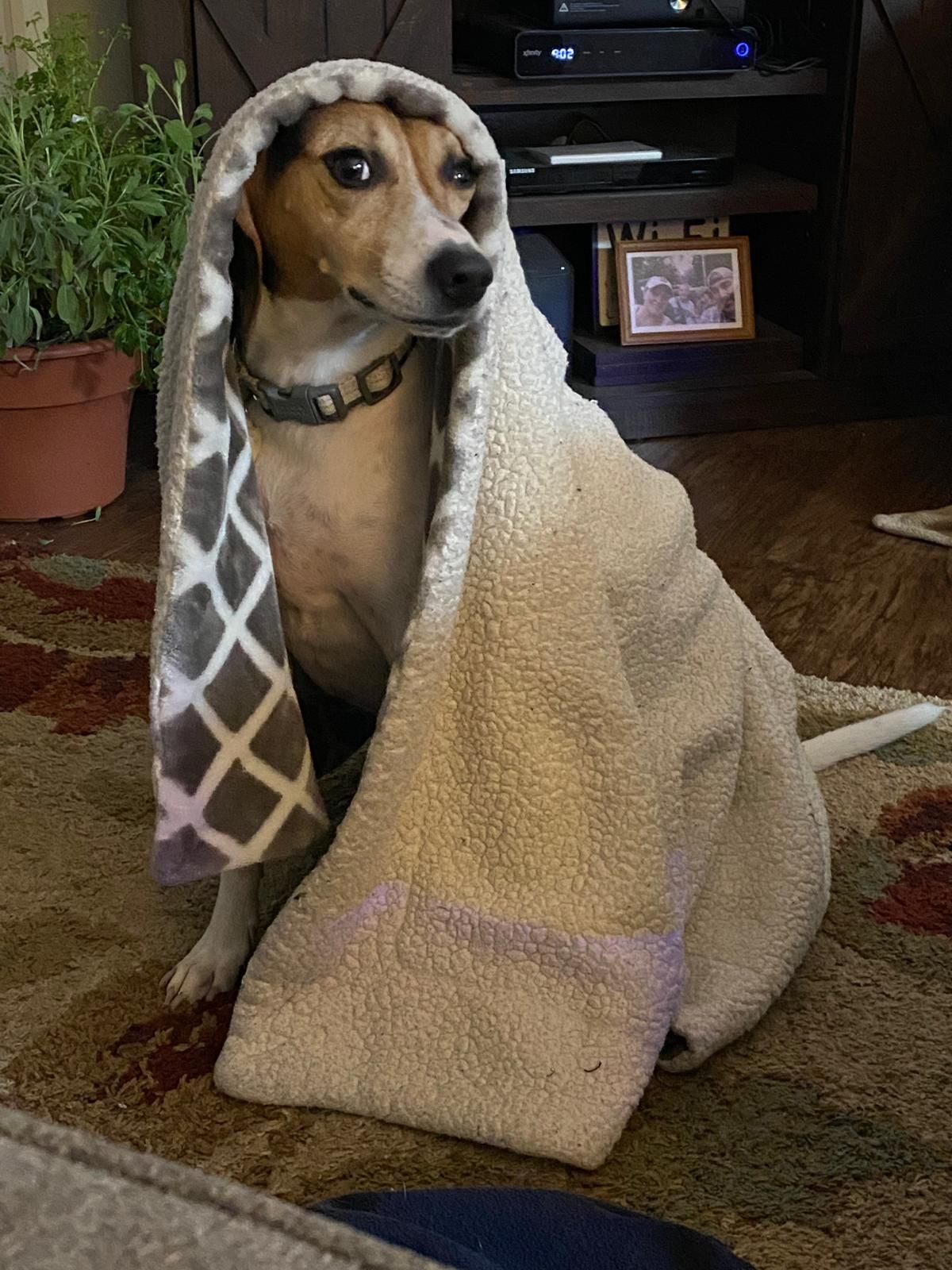 A dog with tan, white, and black fur looking sideways while draped in a beige and grey patterned blanket indoors.
