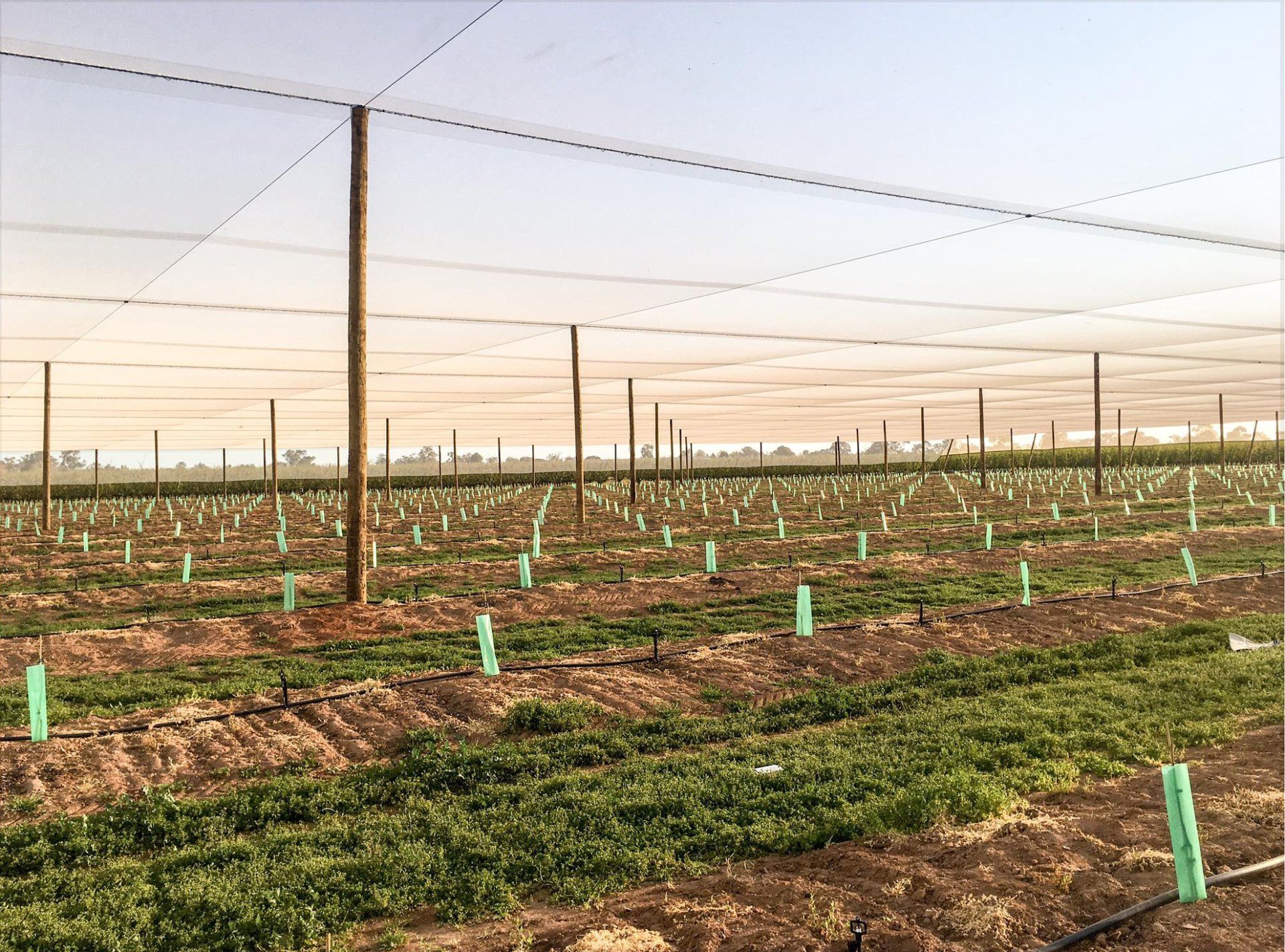 Pitched in the plants