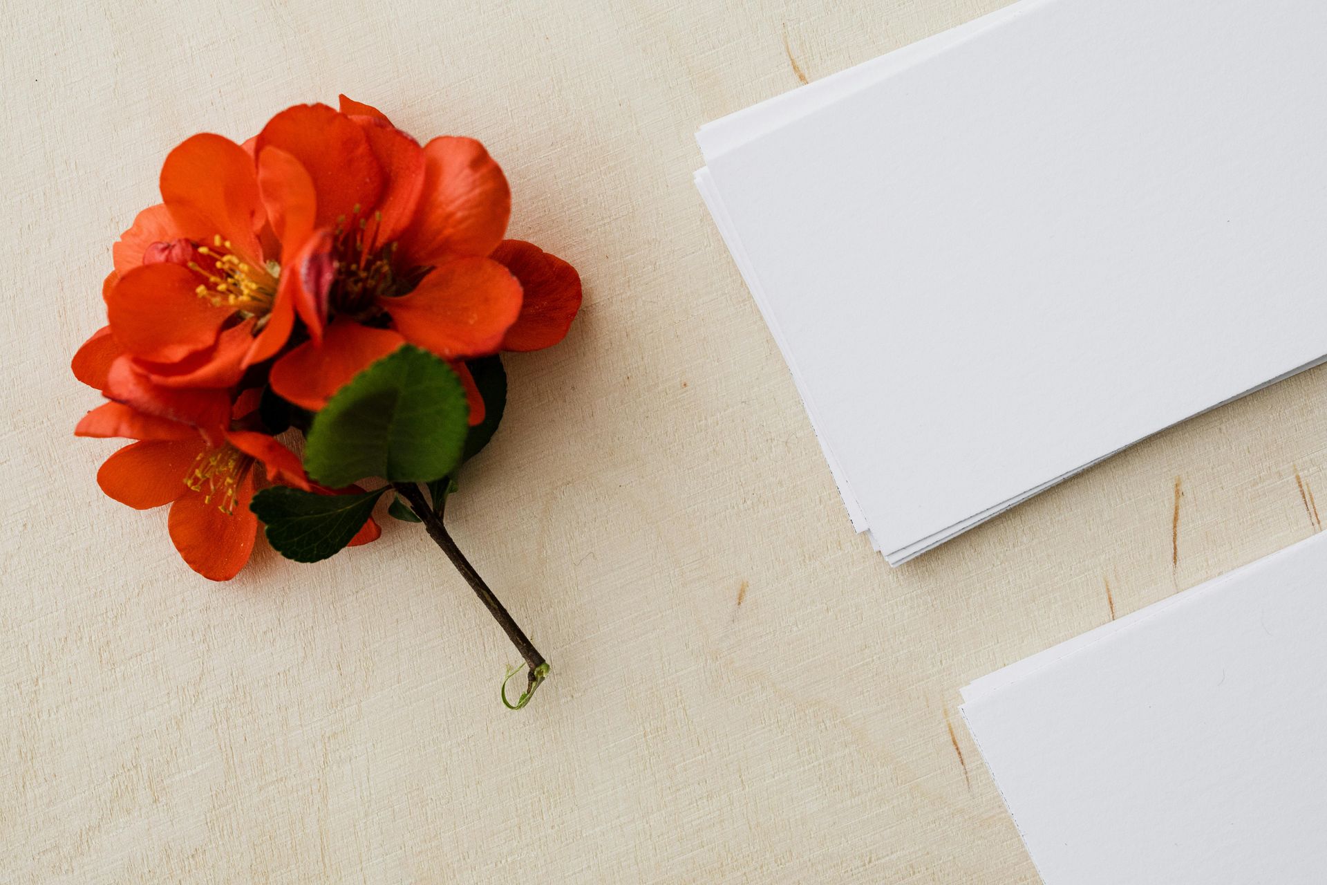 Orange flower and blank white cards on beige surface.
