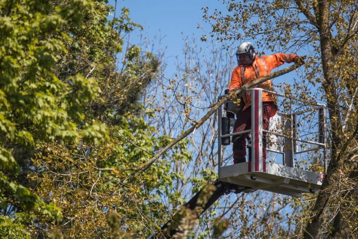 Arborist in lift bucket pruning tree branches with chainsaw. Blue sky, orange safety vest.