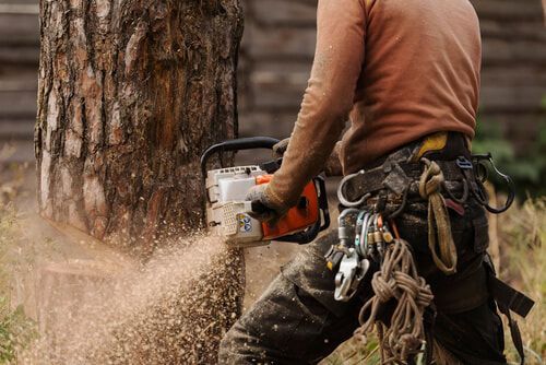 Person using chainsaw to cut a tree. Sawdust flies. They wear safety gear and a harness.